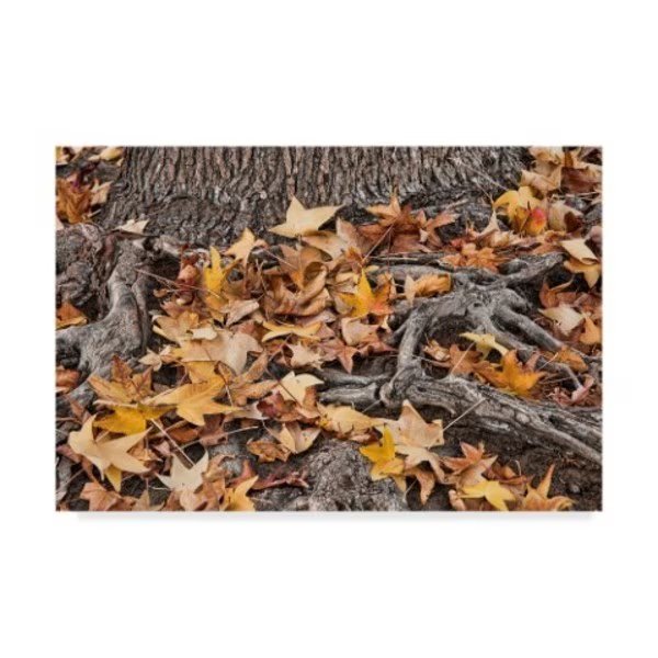 Lori Hutchison 'Fallen Yellow Leaves' Canvas Art, 22x32, Trademark Fine Art, Mfr#: ALI42679-C2232GG